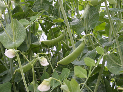 Pisum sativum var. macrocarpon