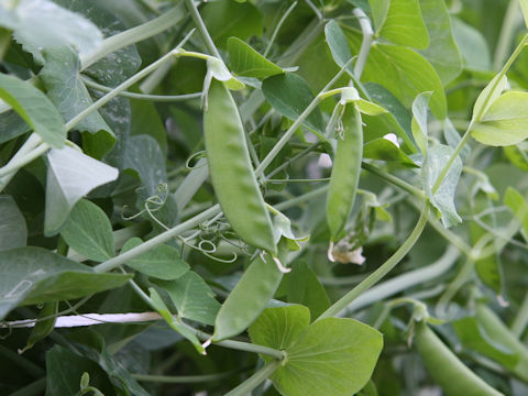 Pisum sativum var. macrocarpon