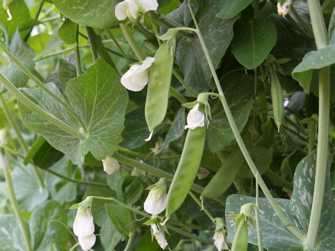 Pisum sativum var. macrocarpon