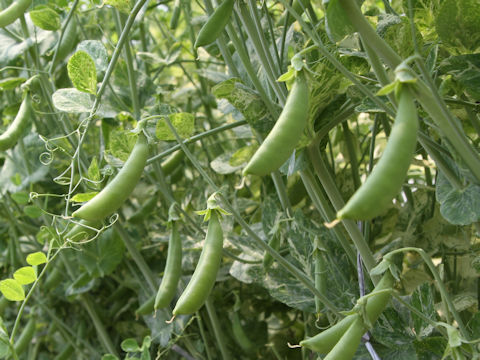 Pisum sativum var. macrocarpon