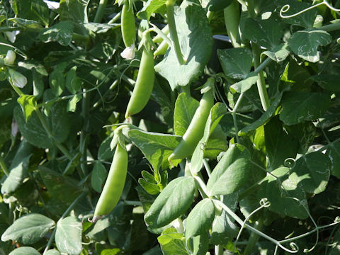 Pisum sativum var. macrocarpon