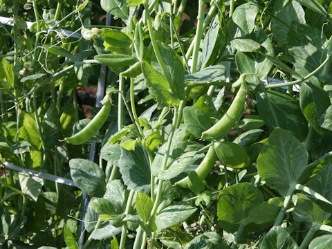 Pisum sativum var. macrocarpon