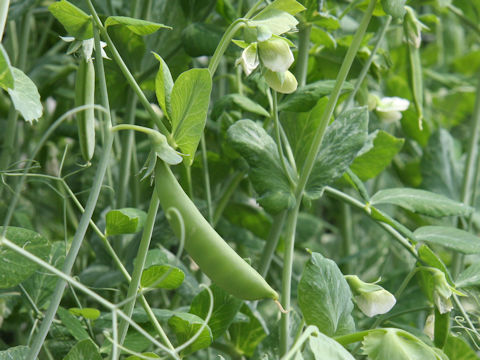 Pisum sativum var. macrocarpon