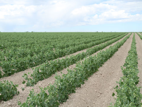 Pisum sativum var. macrocarpon