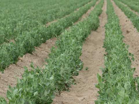 Pisum sativum var. macrocarpon