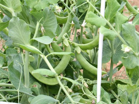 Pisum sativum var. macrocarpon