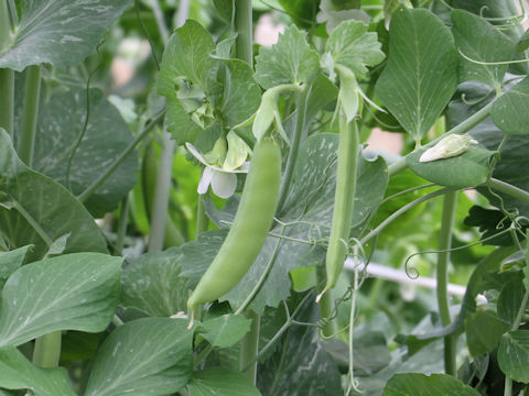 Pisum sativum var. macrocarpon