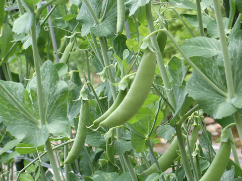 Pisum sativum var. macrocarpon