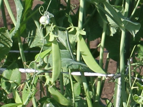 Pisum sativum var. macrocarpon