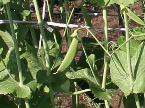 Pisum sativum var. macrocarpon