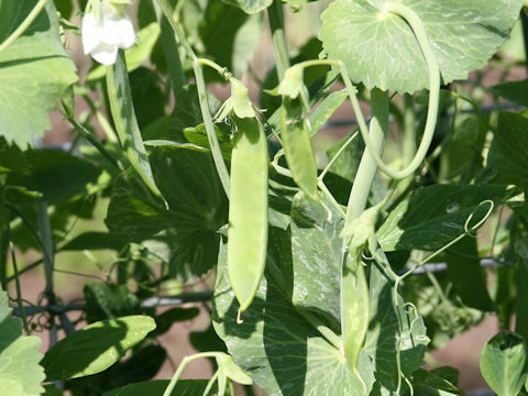 Pisum sativum var. macrocarpon