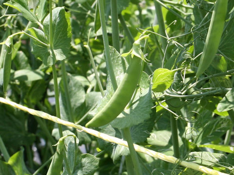 Pisum sativum var. macrocarpon