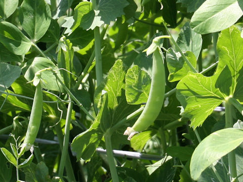 Pisum sativum var. macrocarpon
