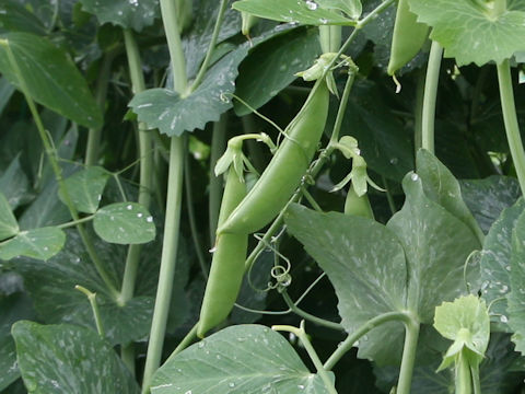 Pisum sativum var. macrocarpon