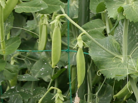 Pisum sativum var. macrocarpon