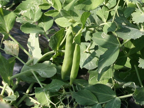 Pisum sativum var. macrocarpon