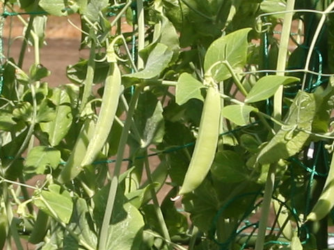 Pisum sativum var. macrocarpon