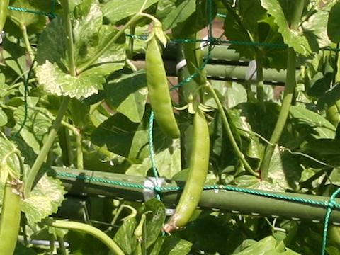 Pisum sativum var. macrocarpon