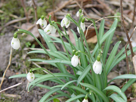 Galanthus nivalis