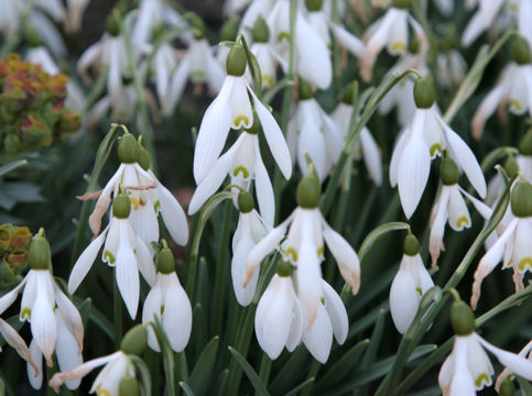 Galanthus nivalis