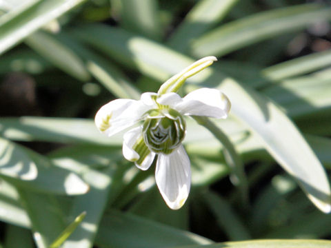 Galanthus nivalis