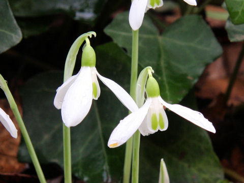 Galanthus nivalis