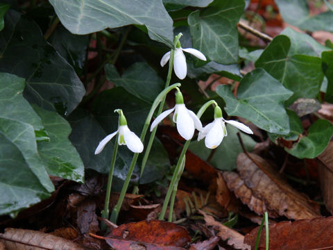 Galanthus nivalis