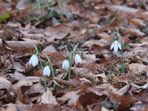 Galanthus nivalis