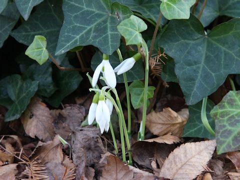 Galanthus nivalis