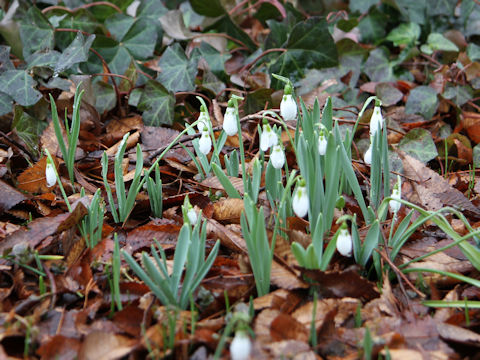 Galanthus nivalis