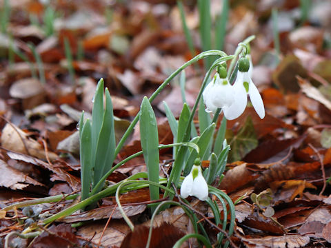 Galanthus nivalis