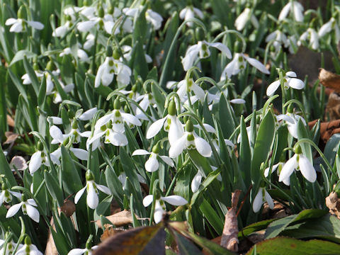 Galanthus nivalis