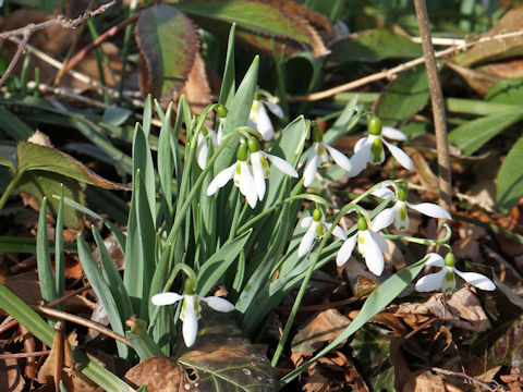 Galanthus nivalis