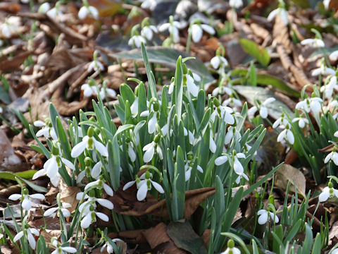 Galanthus nivalis