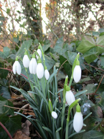 Galanthus nivalis