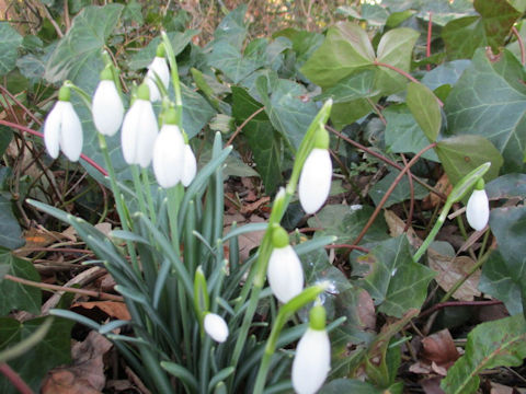 Galanthus nivalis