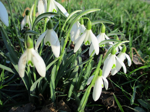 Galanthus nivalis