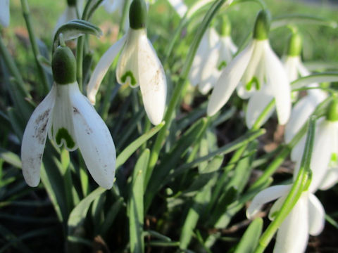 Galanthus nivalis