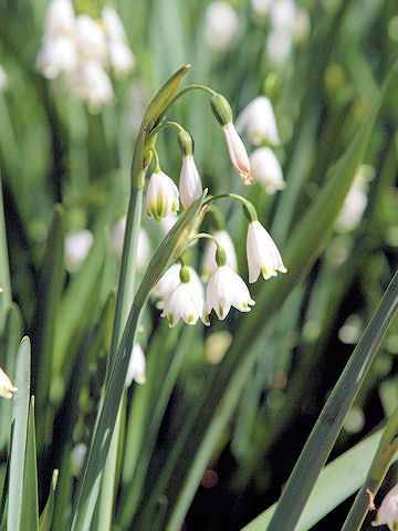 Leucojum aestivum