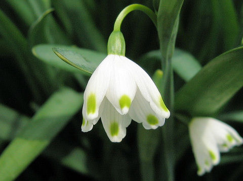 Leucojum aestivum