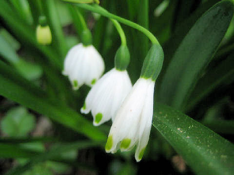 Leucojum aestivum