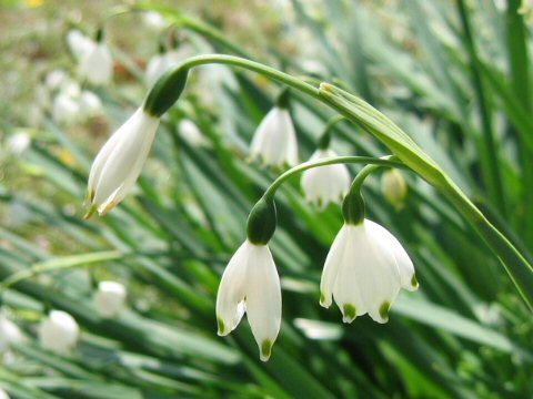 Leucojum aestivum