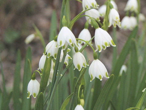 Leucojum aestivum