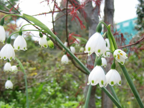 Leucojum aestivum