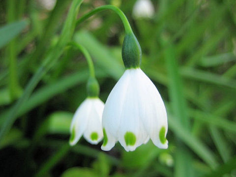 Leucojum aestivum