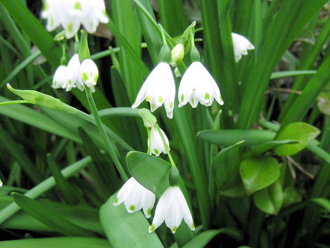 Leucojum aestivum