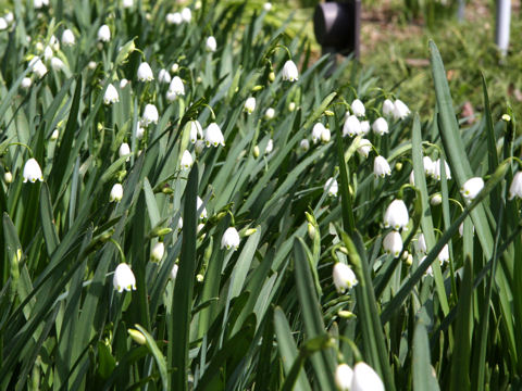 Leucojum aestivum