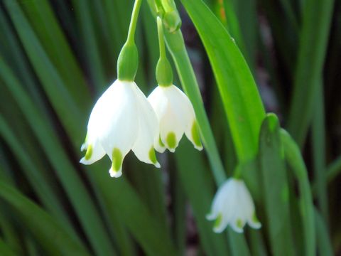 Leucojum aestivum