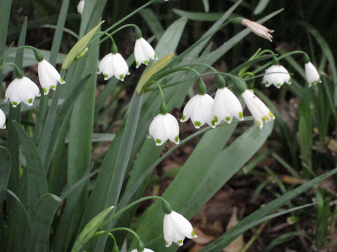 Leucojum aestivum