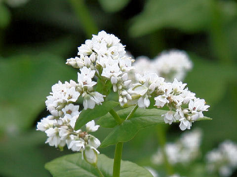 Fagopyrum esculentum